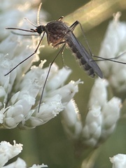 Culex quinquefasciatus