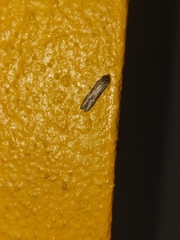 Ectomyelois ceratoniae