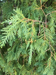 Thuja occidentalis