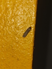 Ectomyelois ceratoniae