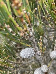 Allocasuarina monilifera