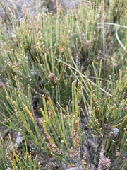 Allocasuarina monilifera