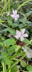 Vinca difformis