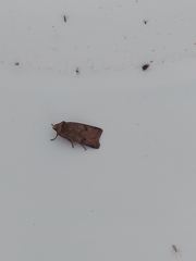 Cerastis faceta