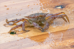 Telmessus cheiragonus