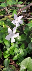 Vinca difformis