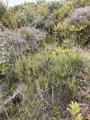 Allocasuarina monilifera