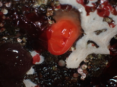 Cnemidocarpa finmarkiensis