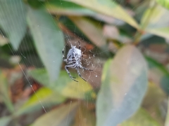Neoscona theisi