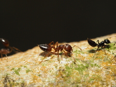 Crematogaster