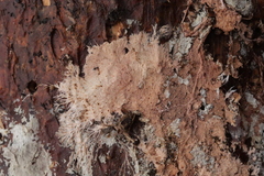Etheirodon fimbriatum