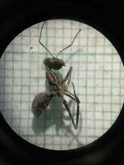 Gigantiops destructor