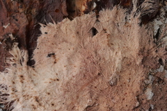 Etheirodon fimbriatum