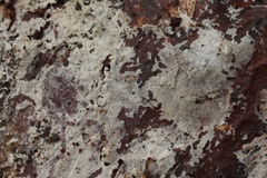 Botryobasidium subcoronatum