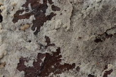 Botryobasidium subcoronatum