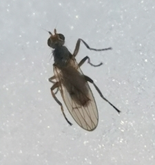 Sphaeroceridae