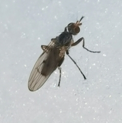 Sphaeroceridae