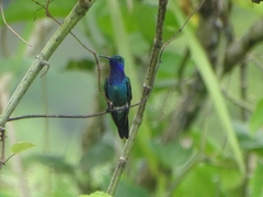 Chrysuronia coeruleogularis