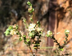 Pimelea flava