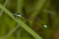 Ischnura heterosticta