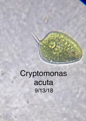 Phacus orbicularis