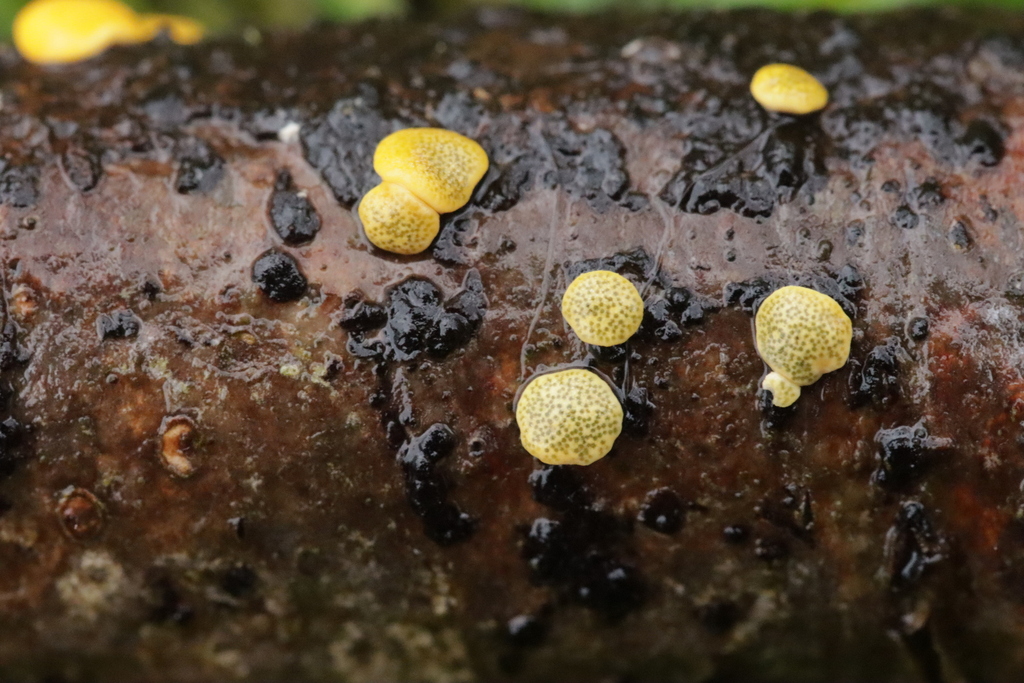 Hypocrea aureoviridis