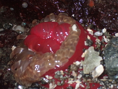 Urticina clandestina