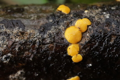 Hypocrea aureoviridis