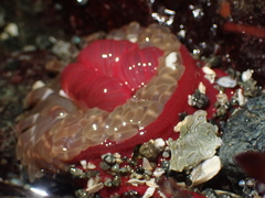 Urticina clandestina