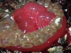 Urticina clandestina