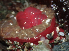 Urticina clandestina