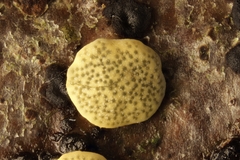 Hypocrea aureoviridis