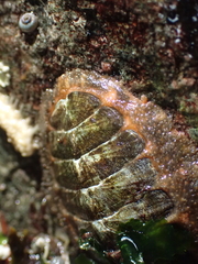 Mopalia