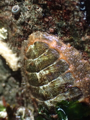 Mopalia