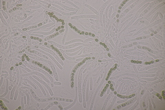 Hypocrea aureoviridis