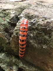 Cactoblastis cactorum