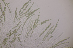 Hypocrea aureoviridis