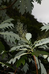Bocconia frutescens