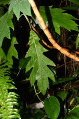 Bocconia frutescens
