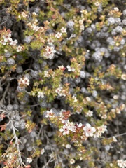 Leptospermum scoparium