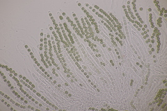 Hypocrea aureoviridis