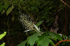 Bocconia frutescens