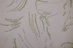 Hypocrea aureoviridis