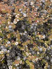 Leptospermum scoparium