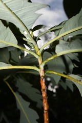 Bocconia frutescens
