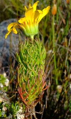 Euryops abrotanifolius