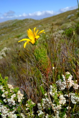 Euryops abrotanifolius