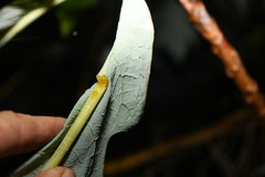 Bocconia frutescens