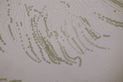 Hypocrea aureoviridis