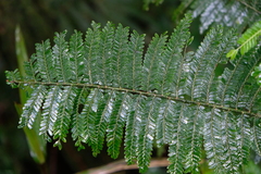 Phyllanthus mimosoides